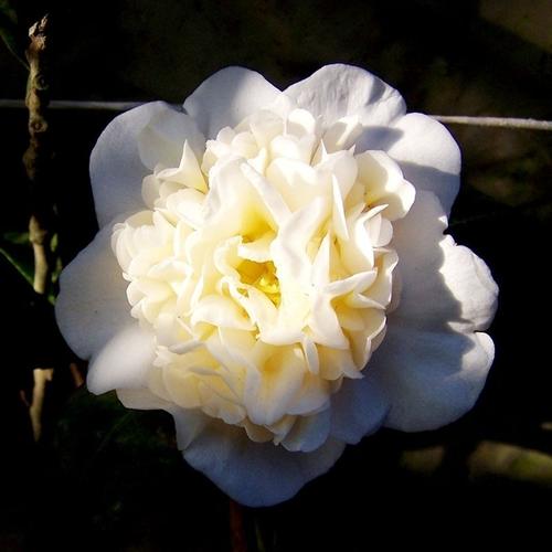 黄色灌木园|黄绣球