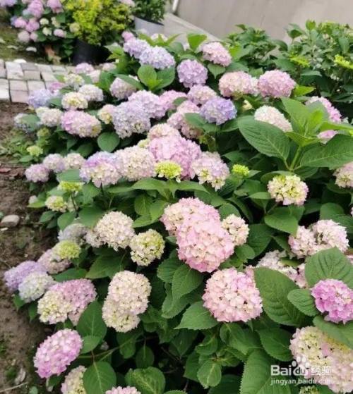 中华木绣球花的养殖方法