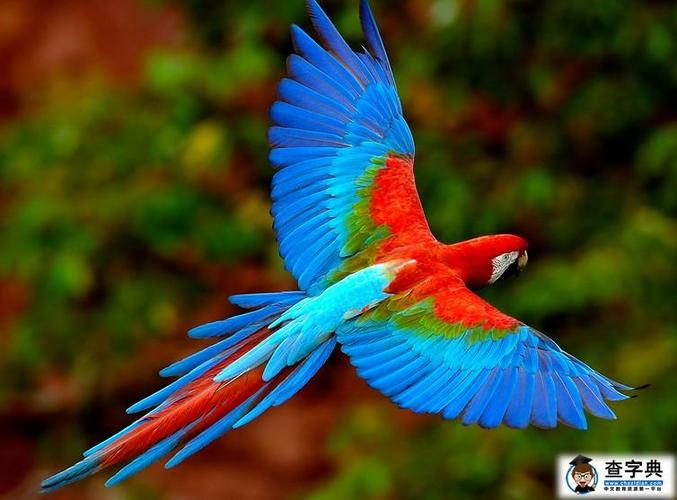 体型最大的鹦鹉之金刚鹦鹉