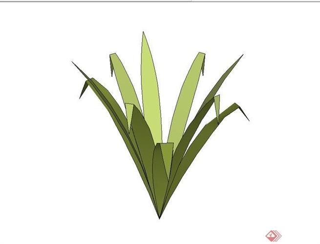 经典观赏草植物素材设计su模型[原创]