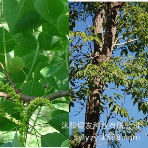 黄柏树的照片以及种子实拍江苏绿化种子公司=沭阳绿友种业有限公司