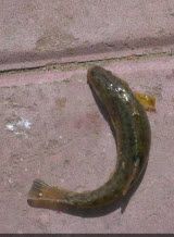 请问像泥鳅一样的鱼是什么鱼,从背面看很像泥鳅,但是肚子有点大,肚子