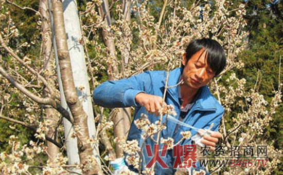 樱桃树的嫁接方法