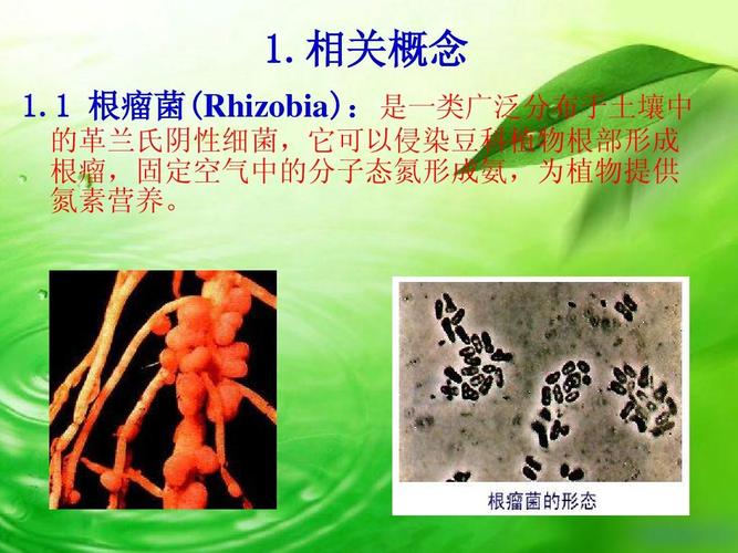 根瘤菌和植物(豆科)之间的相互作用分子机制ppt