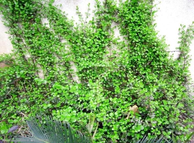 湘潭大学 早上 阳光 明媚 自然风景 爬壁虎 绿色 园林 花草 生物世界