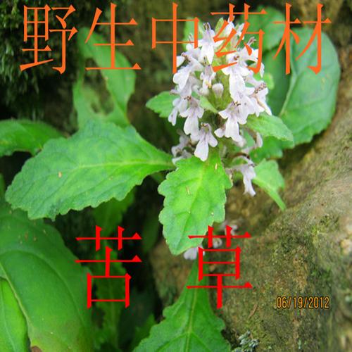 野生中药材筋骨草苦草干白毛地白毛夏枯草散血草中草药破血丹