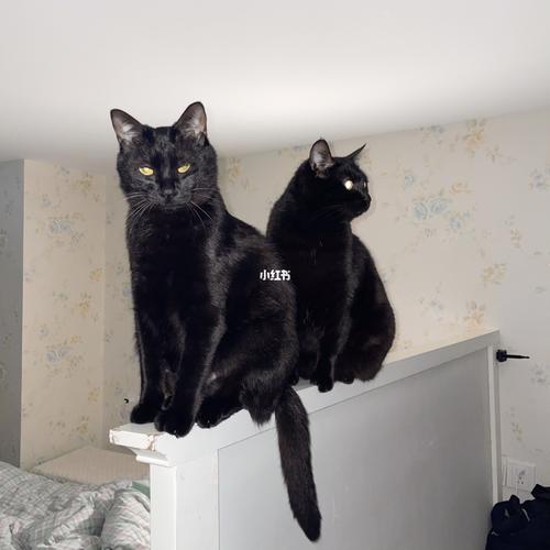 暗夜使者版_黑猫_宠物_猫