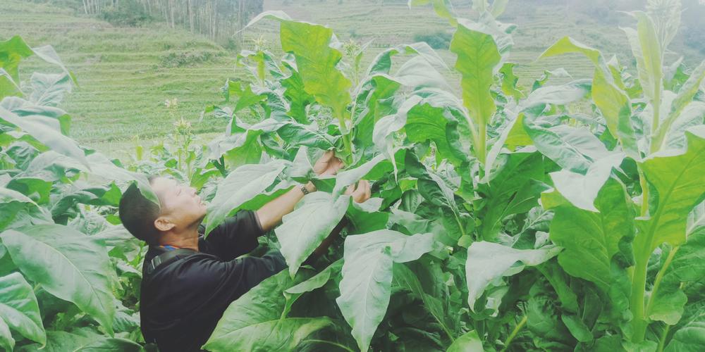 烟区的田间地头服务烟农,图为景东县景福镇赵其村烤烟大田长势(李学忠