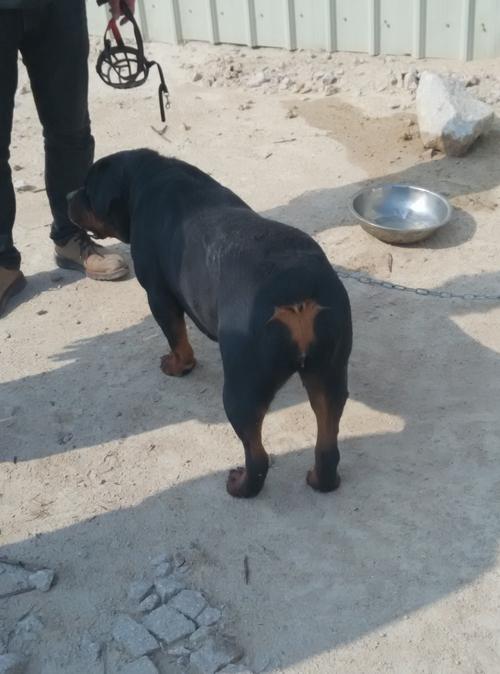 黑色无尾是什么品种的狗狗