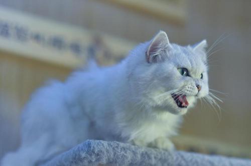 可爱呆萌的小猫咪