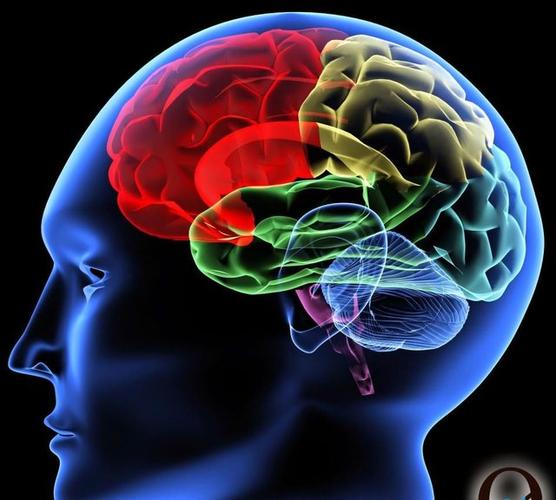 "运动 脑力激荡"会促进神经突触发育,增强大脑神经元联系!