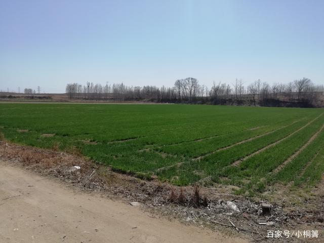 北方农村绿油油的麦田