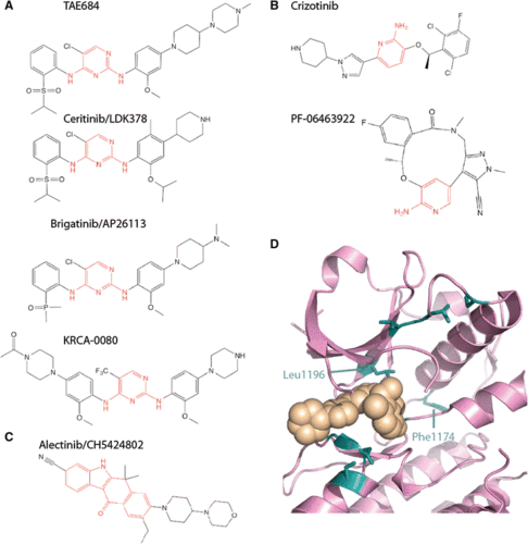 molecular mechanisms that underpin eml4-alk driven cancers and