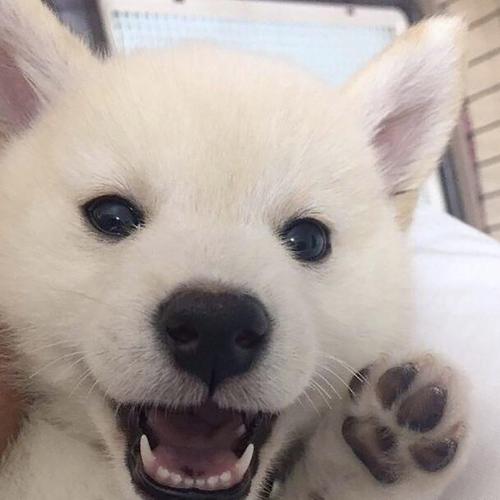 7/8张图片 下一张 下一组 相关专题 可爱壁纸 相关标签 小狗呆萌萌系