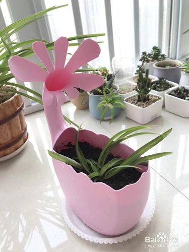 大瓶洗衣液旧物利用做出好看的花盆