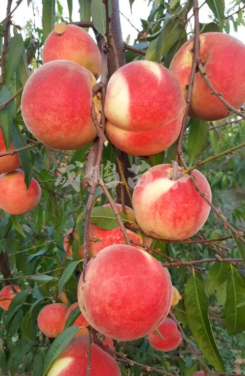 晚熟冬桃苗,晚熟桃树苗介绍