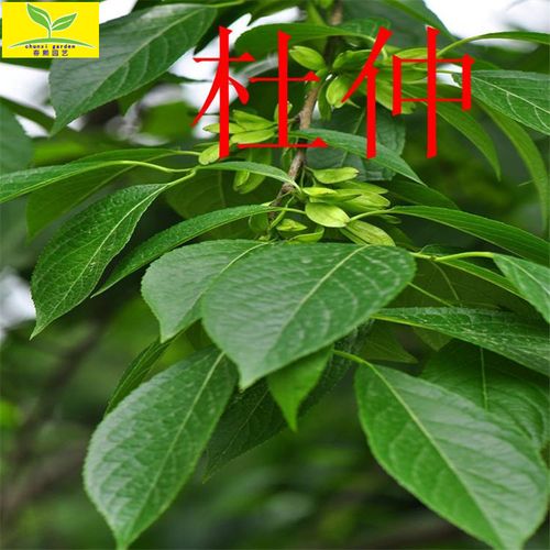 批发杜仲苗 胶树 丝绵木1 2 3公分规格 本地货源 杜仲