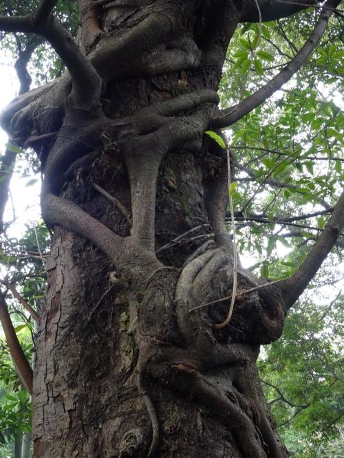 园中榕树树干.