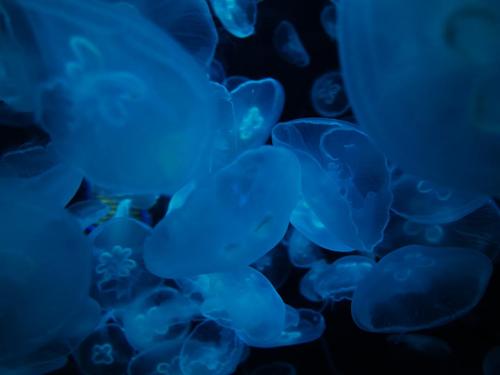 海洋馆里面的鱼和水母