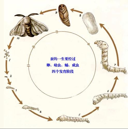 我从网上查了资料,知道蚕需要经过四个发育时期,蚕还要经过四次脱皮