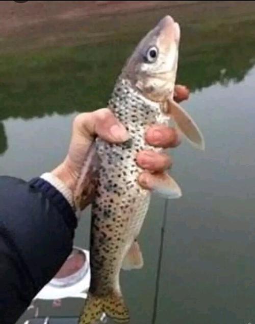 花骨鱼 人工养殖 0.25-1公斤