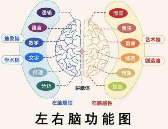 人的大脑左半球的主导地位是开展判断推理和语言表达能力能力能力