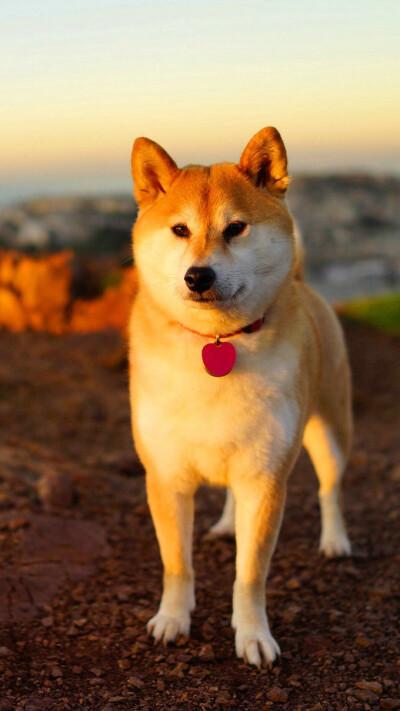 柴犬柴犬