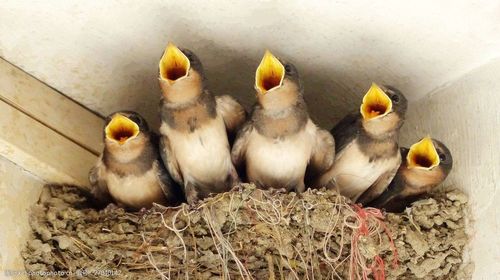 燕巢里的小燕子图片