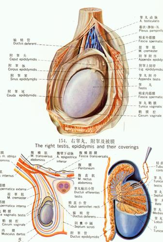 附睾能不能摸到?