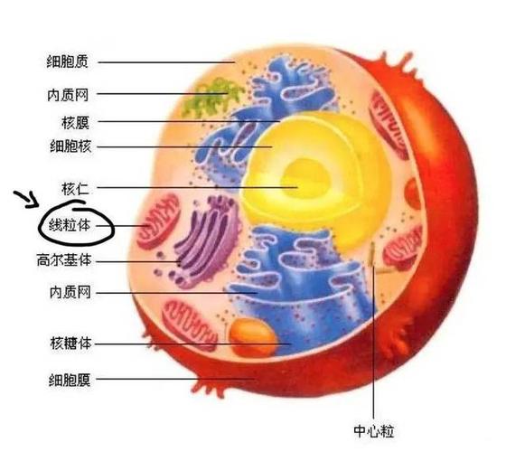 线粒体结构图 与细胞核中更大的dna集合(核基因组)不同的是,mtdna绝