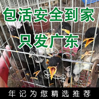 花八哥幼鸟花八哥鸟活体林八哥黑八哥花八哥鹩哥鸟雏鸟活体包邮
