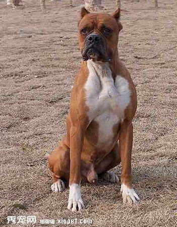 拳狮犬的品种介绍