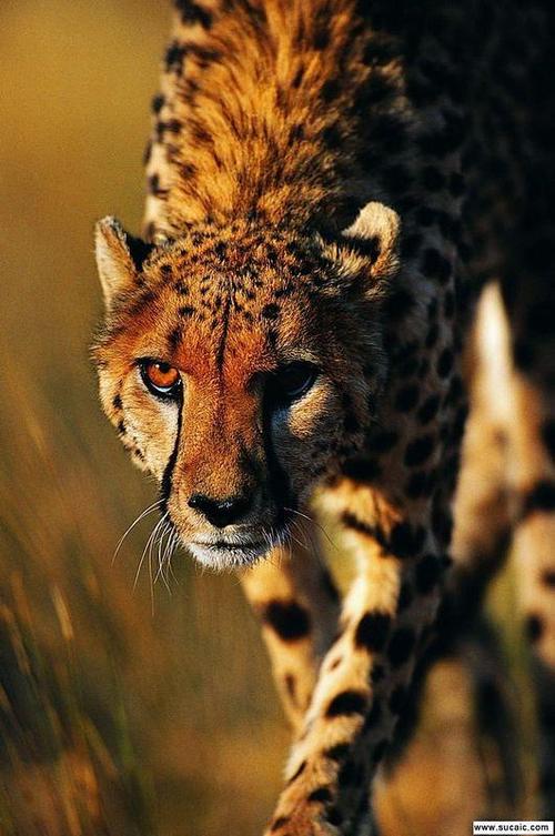 4.22猎豹美图欣赏