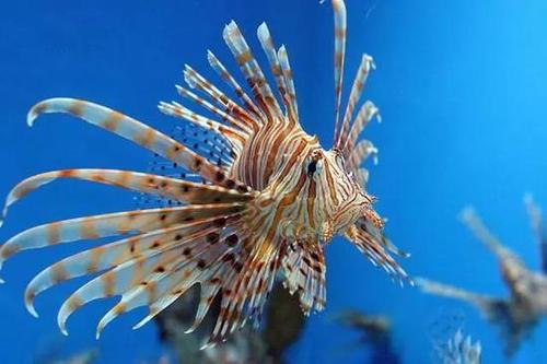 蓑鲉(pterois volitans),俗称狮子鱼.