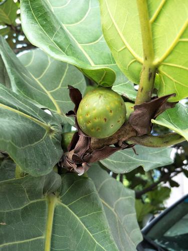 的地方有一颗比较大的琴叶榕(我感觉是),每年都要结果,但是没见开花