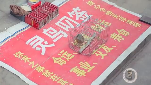 小伙街头遇"灵鸟叼签",10元一次,这算的准吗?