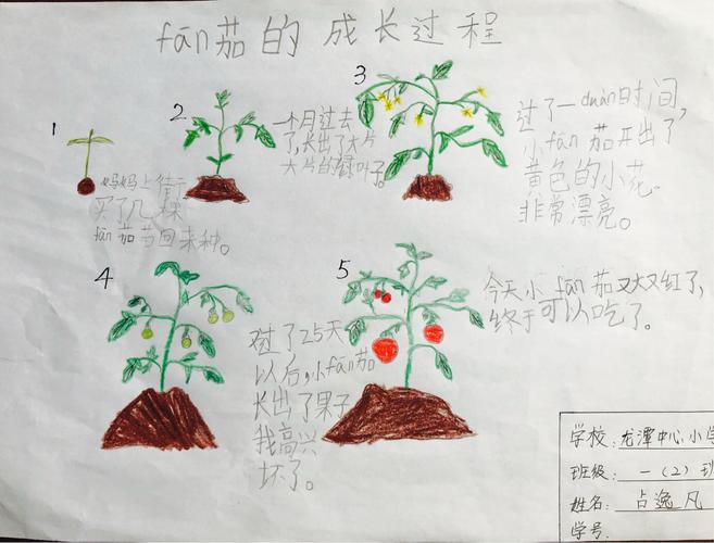 16号 番茄的成长过程