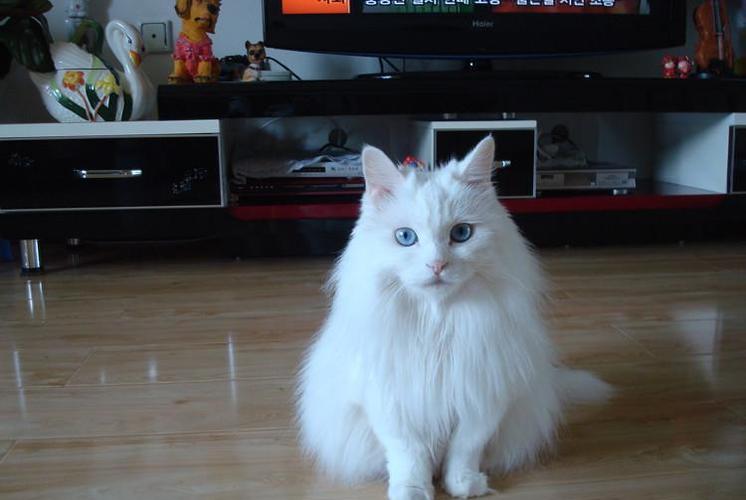 而波斯猫则是在阿富汗长毛猫和安哥拉猫的基础上改良得