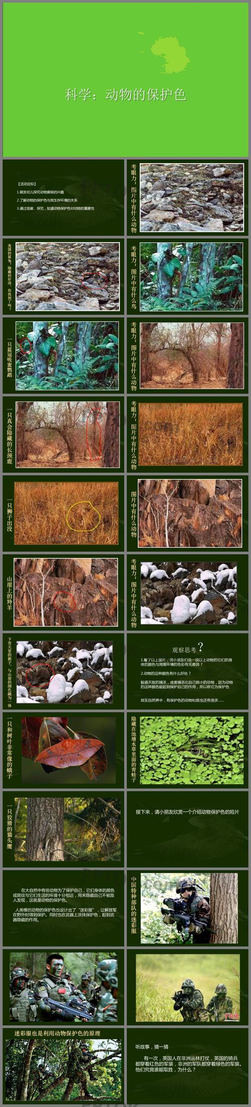 《动物的保护色》ppt课件