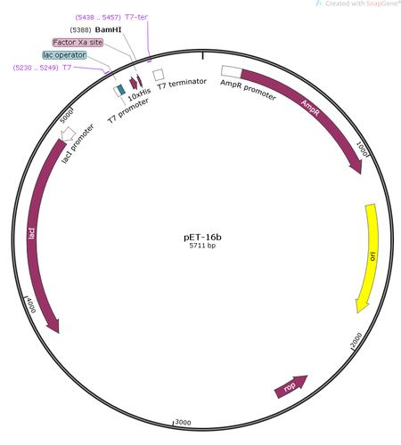 pet16b大肠表达质粒