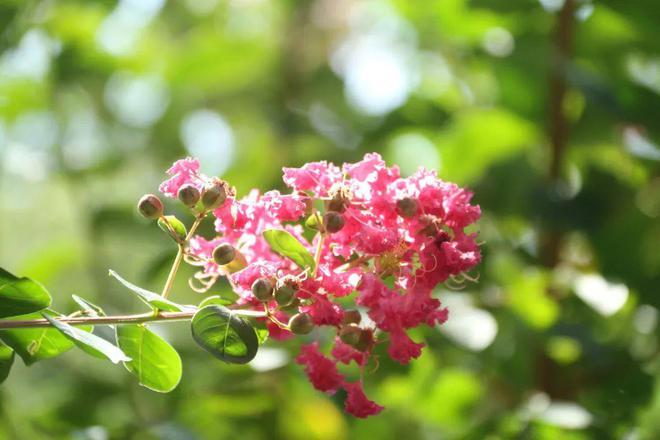 盛夏钦城紫薇艳,一起来观赏市花吧!|钦州|钦州市|旅游局_网易订阅