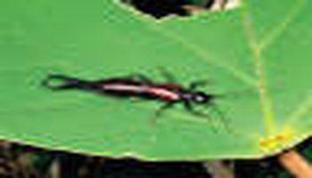 蠼螋(音:qú sǒu) .也叫夹板子或夹板虫.