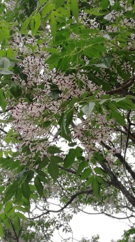 美丽浓香的楝子树花