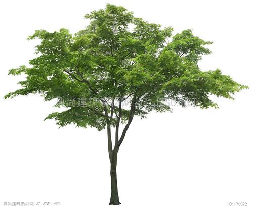 景观植物园素 植物psd  psd素材植物psd植物j3_27红叶树植物psd配景 0