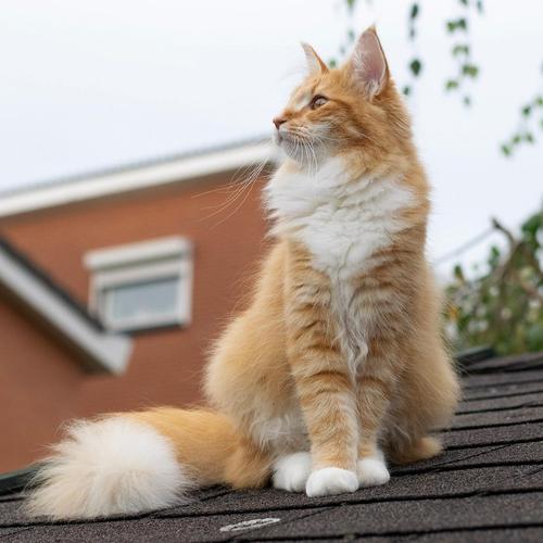 这只猫咪有一条像狐狸那样的大尾巴,打起架来气势十足