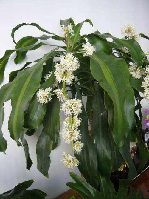 香龙血树几年开花怎么养开花 香龙血树开花什么兆头好