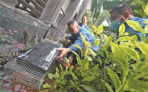 捕蛇人员在检查捕蛇笼.