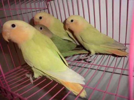 这只全身黄色的跟第二张牡丹鹦鹉很像的是什么鸟呢,会