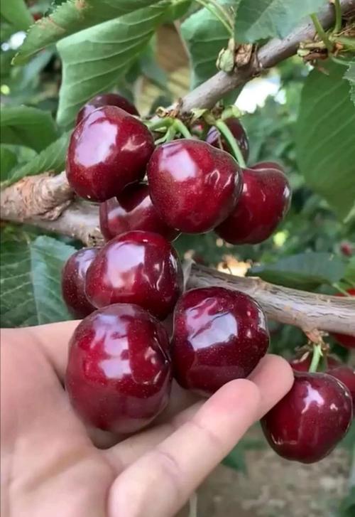 晋城3公分齐早樱桃苗哪里有卖【国文园艺】包技术