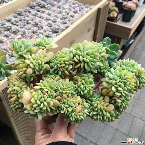 柠檬酸橙缀化 多肉植物